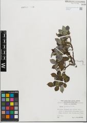 Foto von Salix glabra Scop.